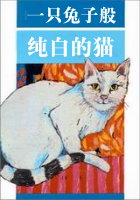 一只兔子般纯白的猫